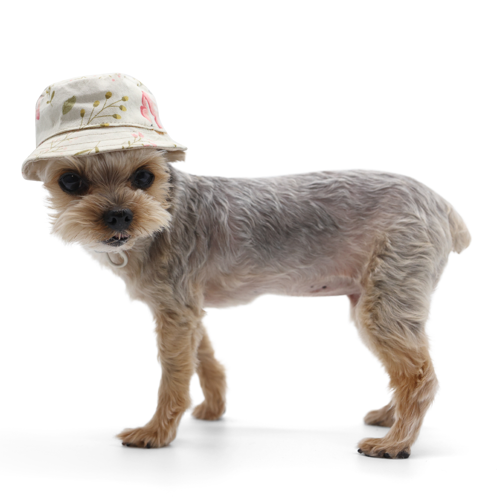 dogo